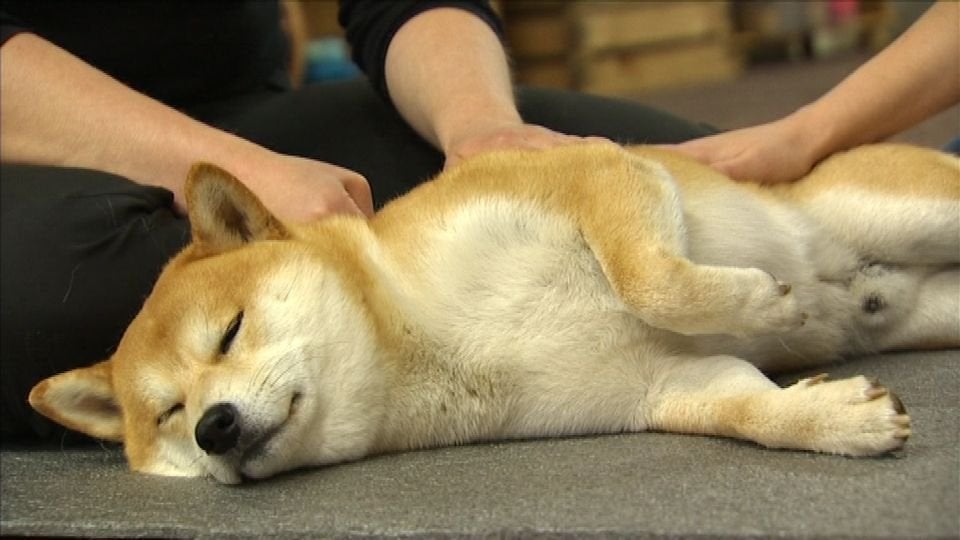 Medium size dog being massaged