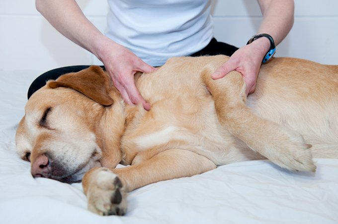 Dog being massaged