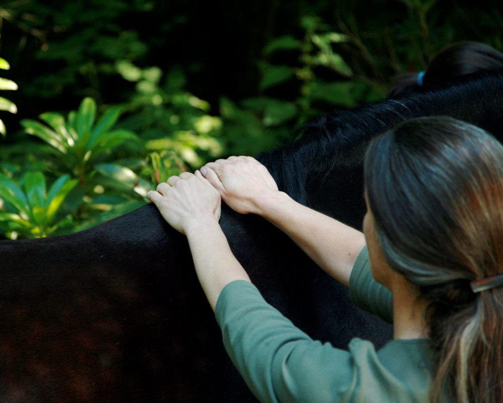 Horse being massaged at the withers