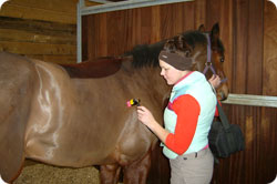 Horse being treated with red light therapy