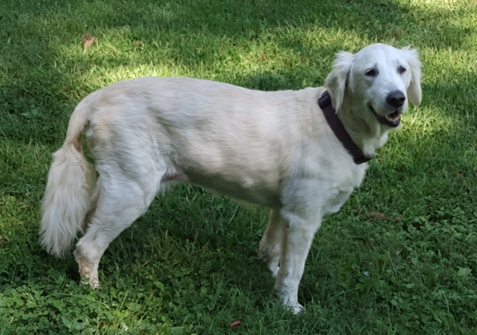 Abby the dog in her backyard