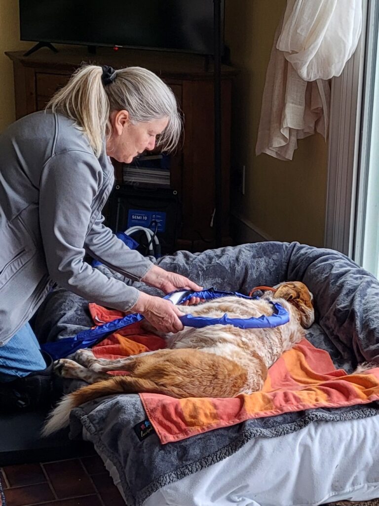 16 year old dog receiving a massage and pemf session